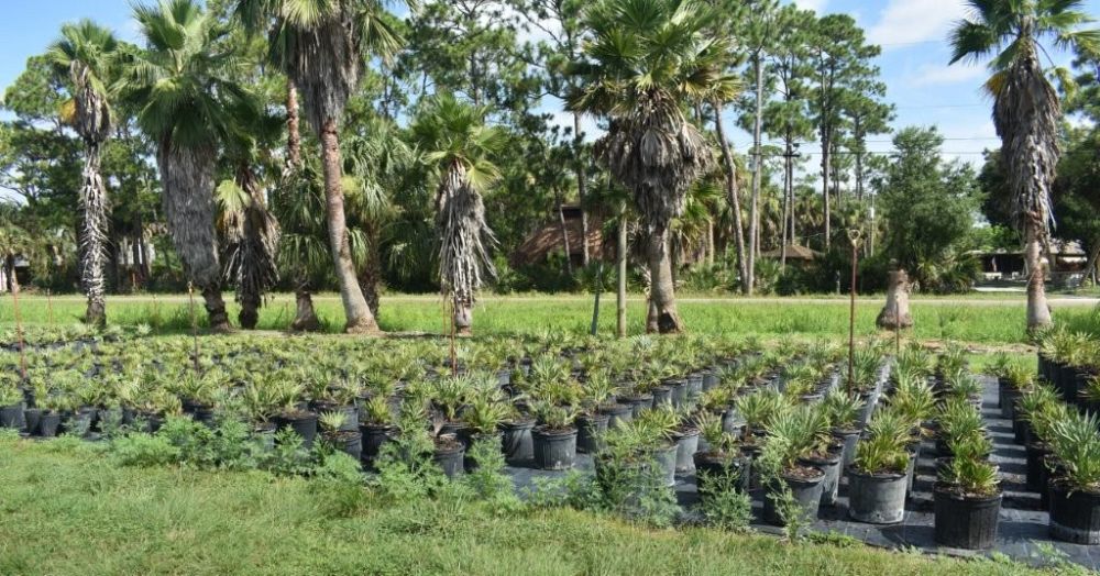 serenoa-repens-cinerea-silver-saw-palmetto