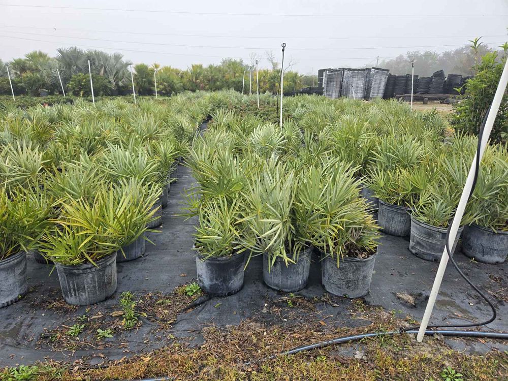 serenoa-repens-cinerea-silver-saw-palmetto