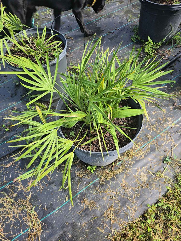 serenoa-repens-cinerea-silver-saw-palmetto