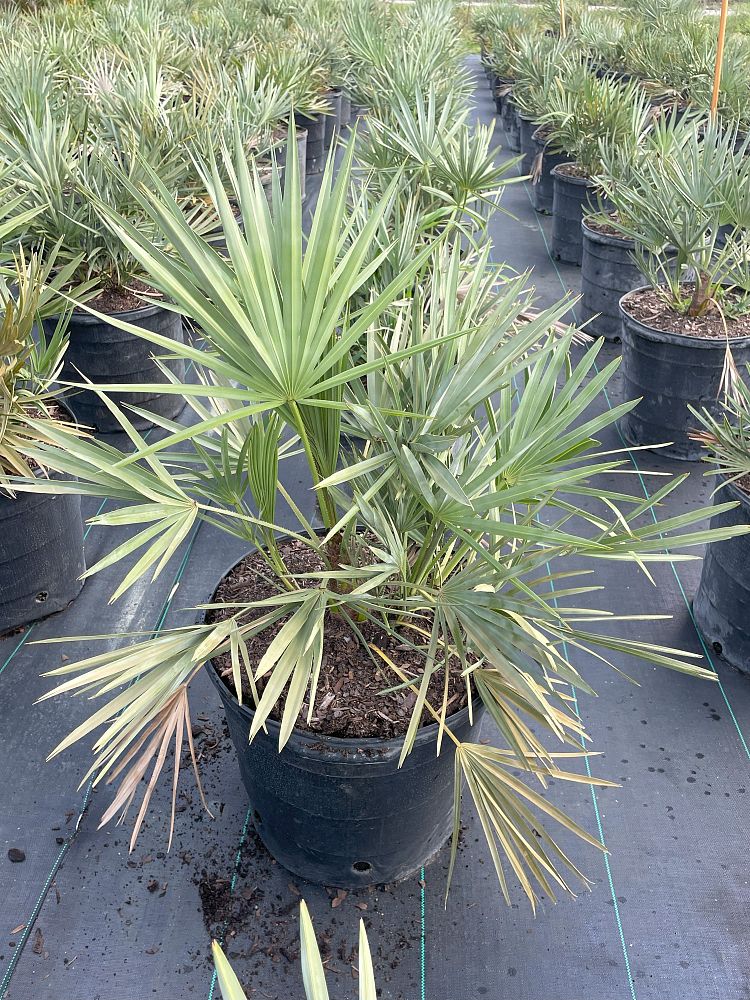 serenoa-repens-cinerea-silver-saw-palmetto