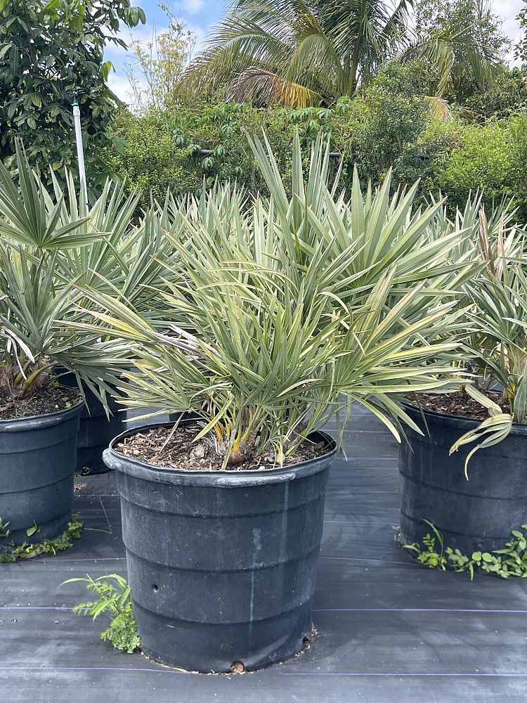 serenoa-repens-cinerea-silver-saw-palmetto