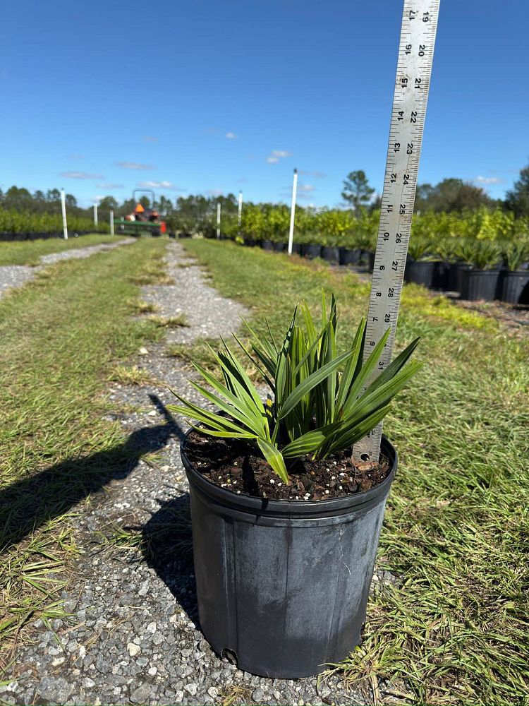 serenoa-repens-cinerea-silver-saw-palmetto