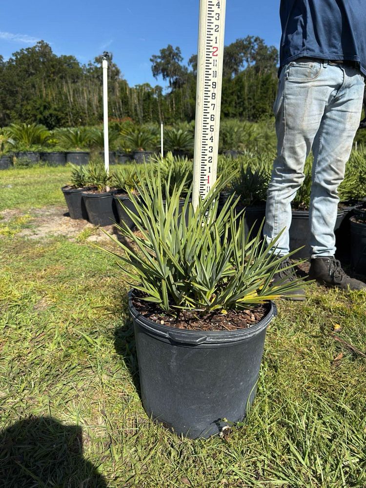 serenoa-repens-cinerea-silver-saw-palmetto