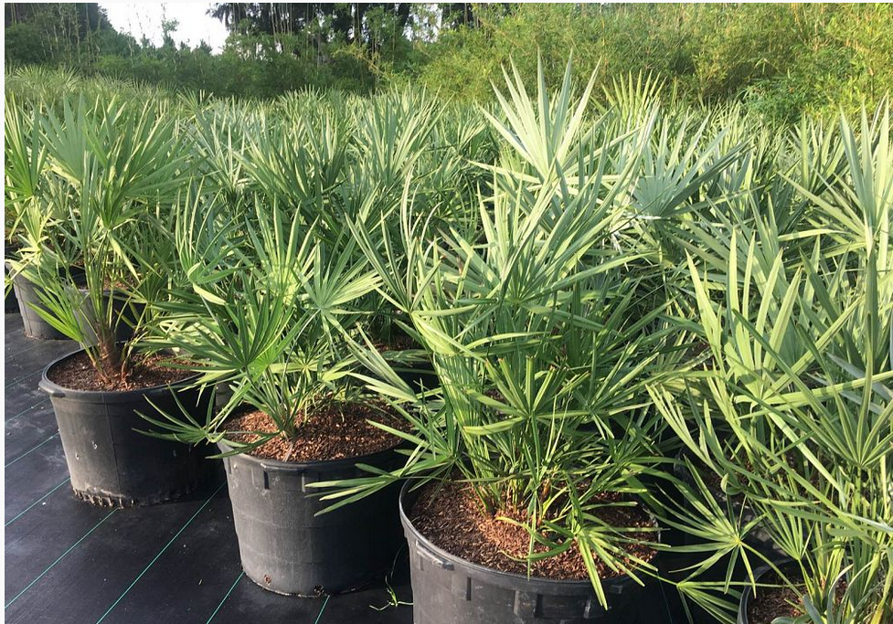 serenoa-repens-cinerea-silver-saw-palmetto