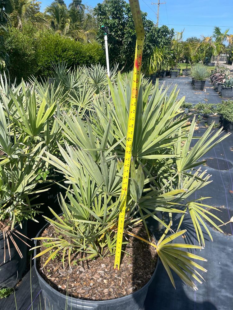 serenoa-repens-cinerea-silver-saw-palmetto