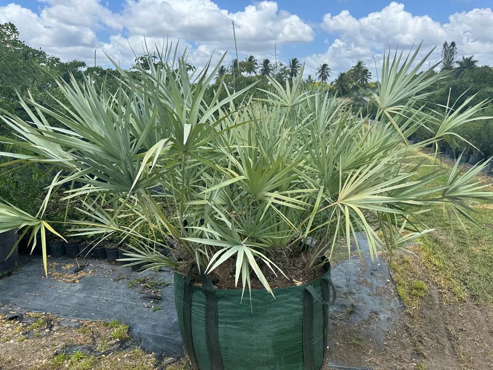 serenoa-repens-cinerea-silver-saw-palmetto