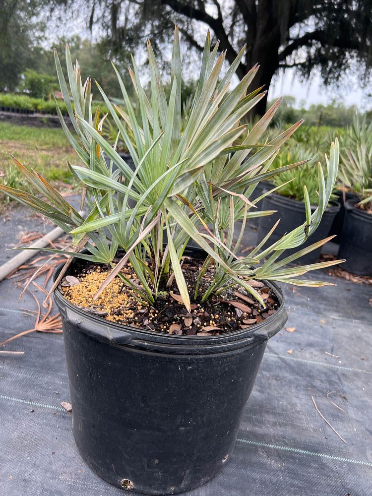 serenoa-repens-cinerea-silver-saw-palmetto