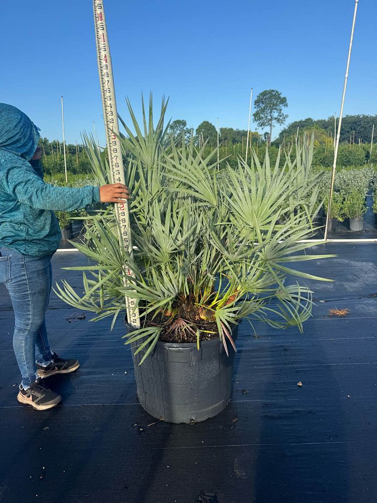 serenoa-repens-cinerea-silver-saw-palmetto