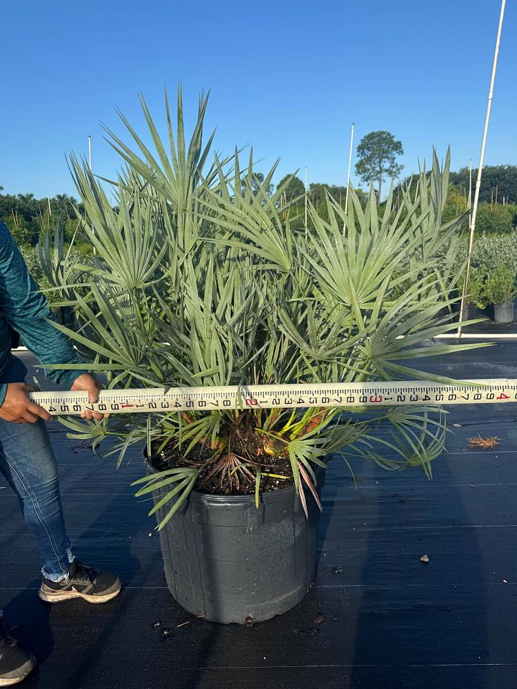 serenoa-repens-cinerea-silver-saw-palmetto