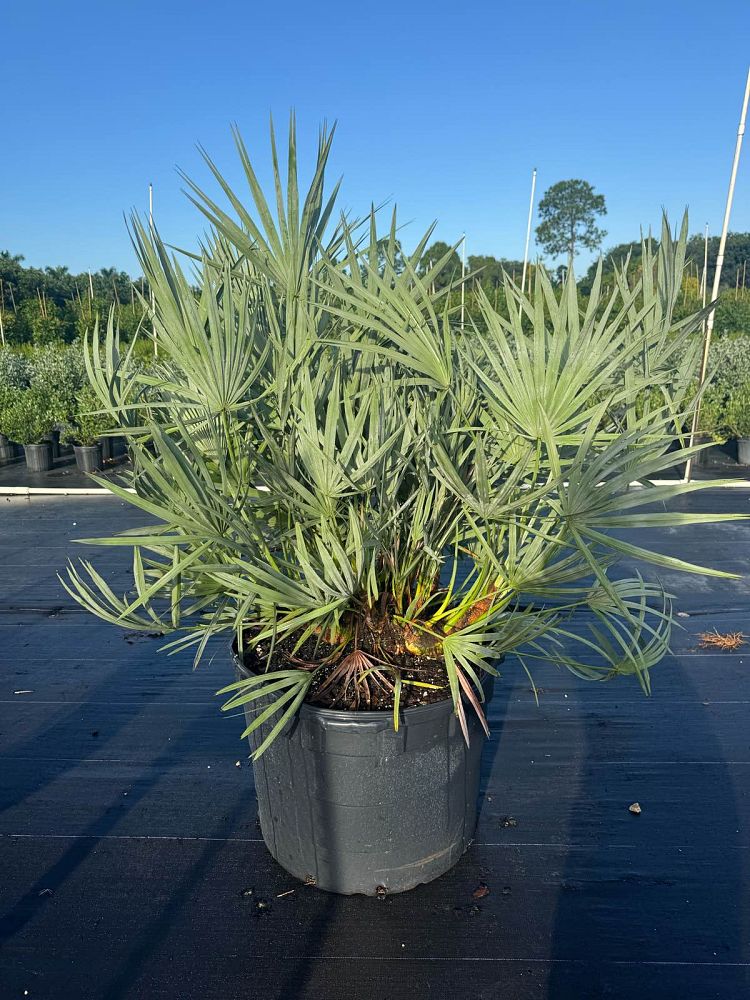 serenoa-repens-cinerea-silver-saw-palmetto