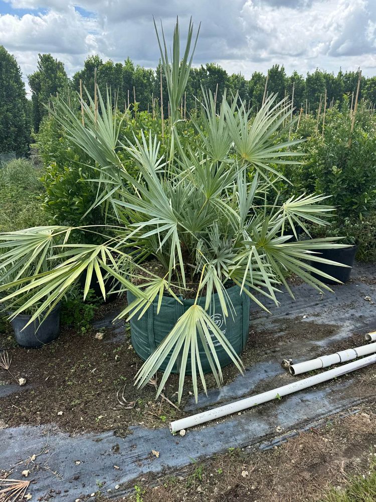 serenoa-repens-cinerea-silver-saw-palmetto