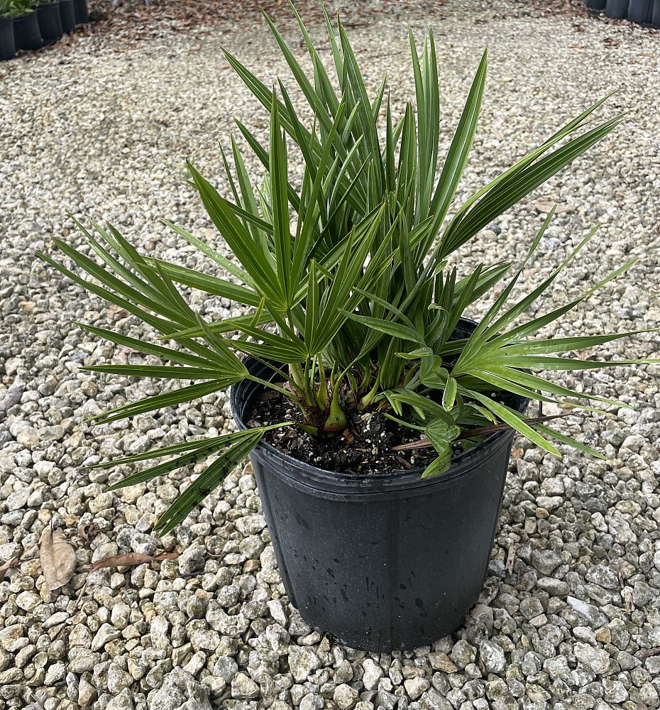 serenoa-repens-cinerea-silver-saw-palmetto