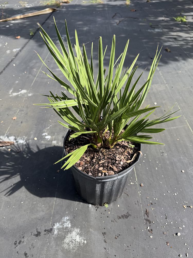 serenoa-repens-cinerea-silver-saw-palmetto