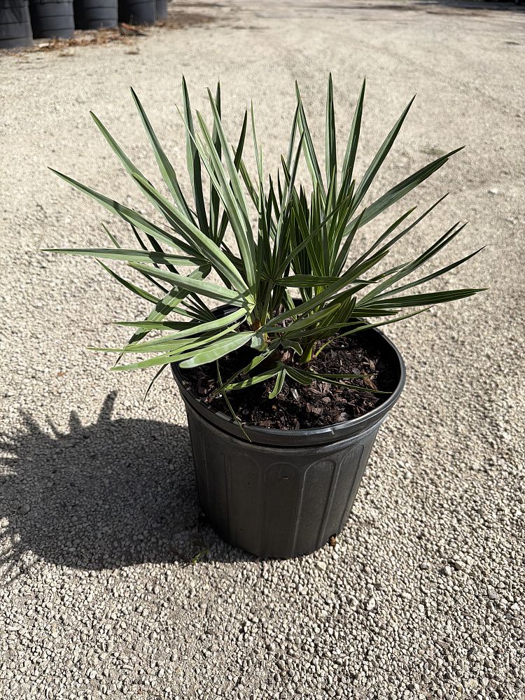 serenoa-repens-cinerea-silver-saw-palmetto