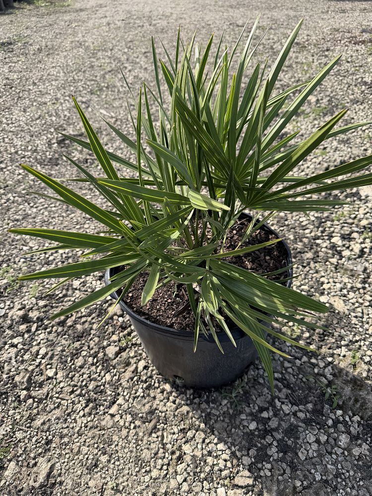 serenoa-repens-cinerea-silver-saw-palmetto