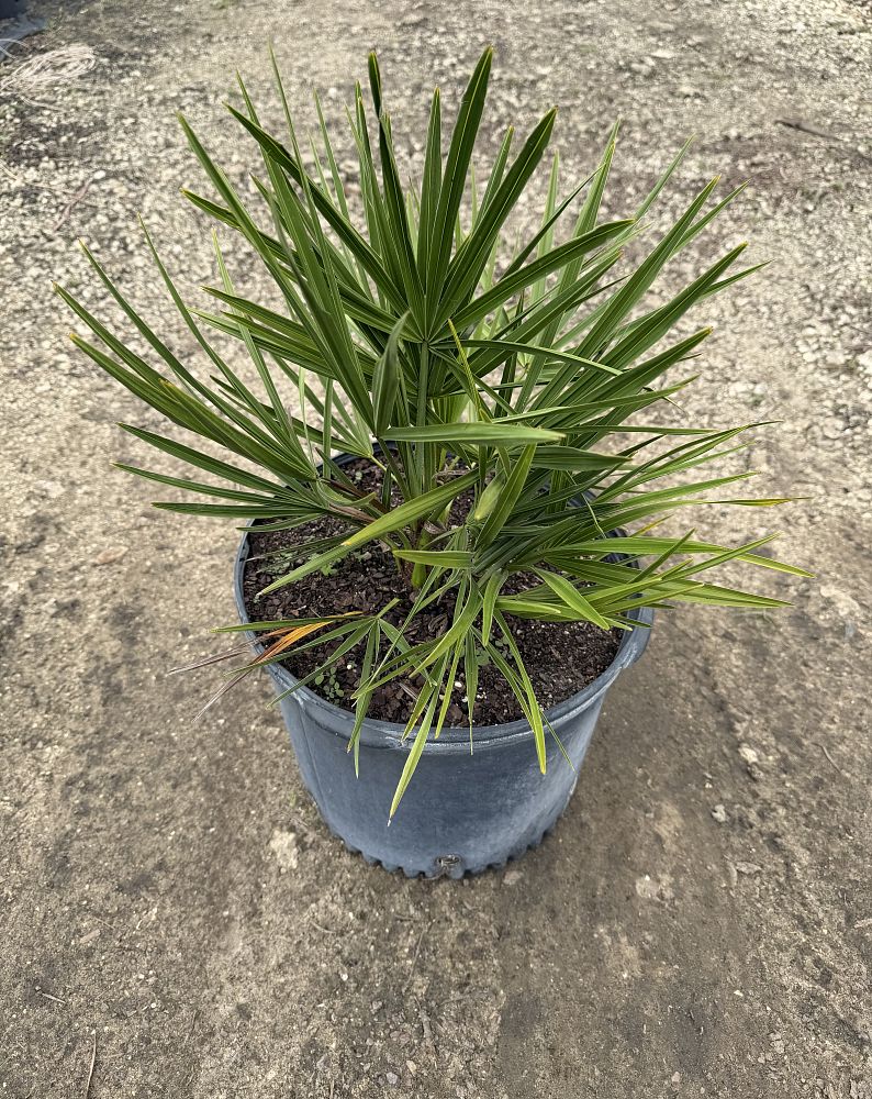 serenoa-repens-cinerea-silver-saw-palmetto