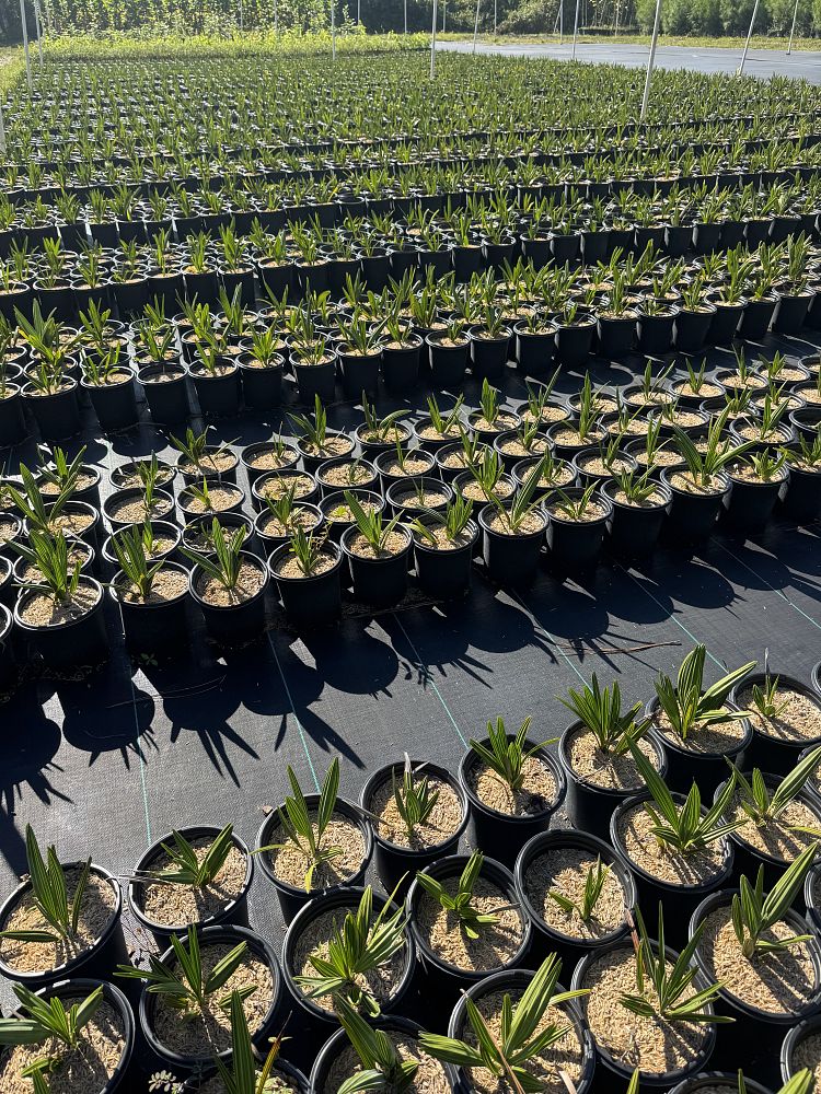 serenoa-repens-cinerea-silver-saw-palmetto