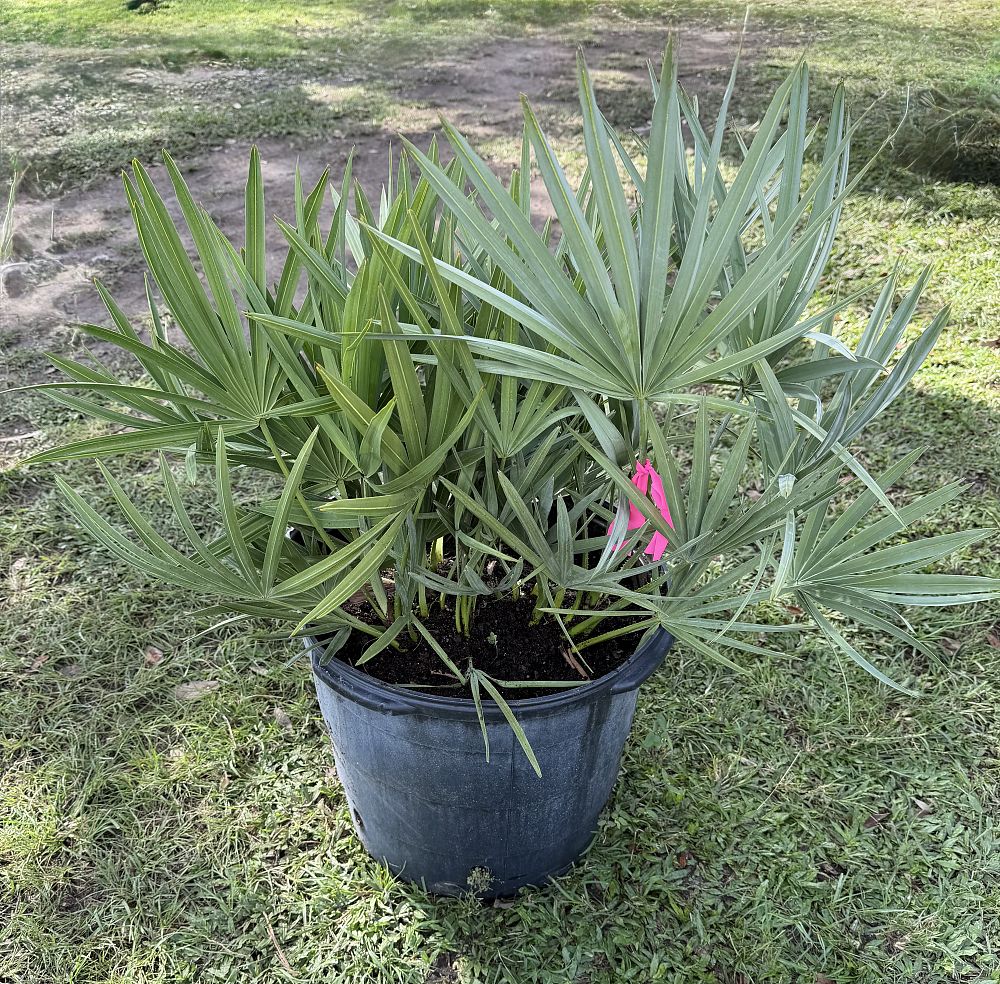 serenoa-repens-cinerea-silver-saw-palmetto
