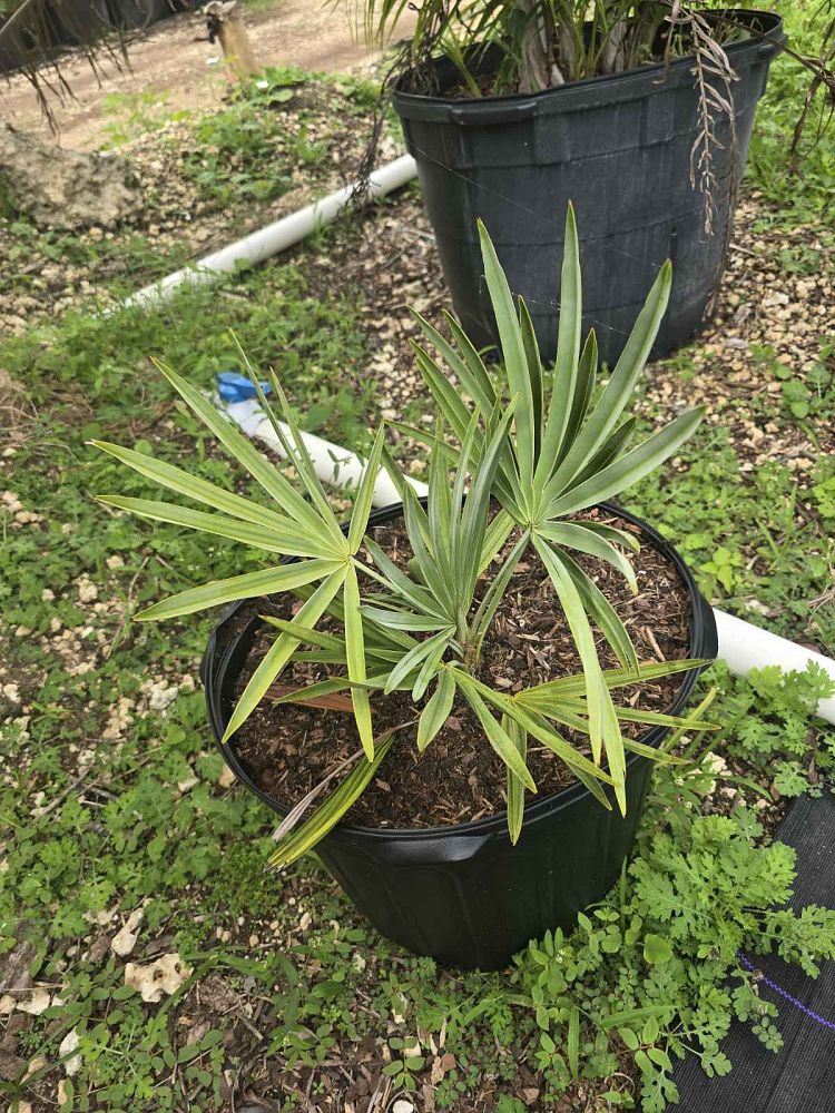 serenoa-repens-cinerea-silver-saw-palmetto