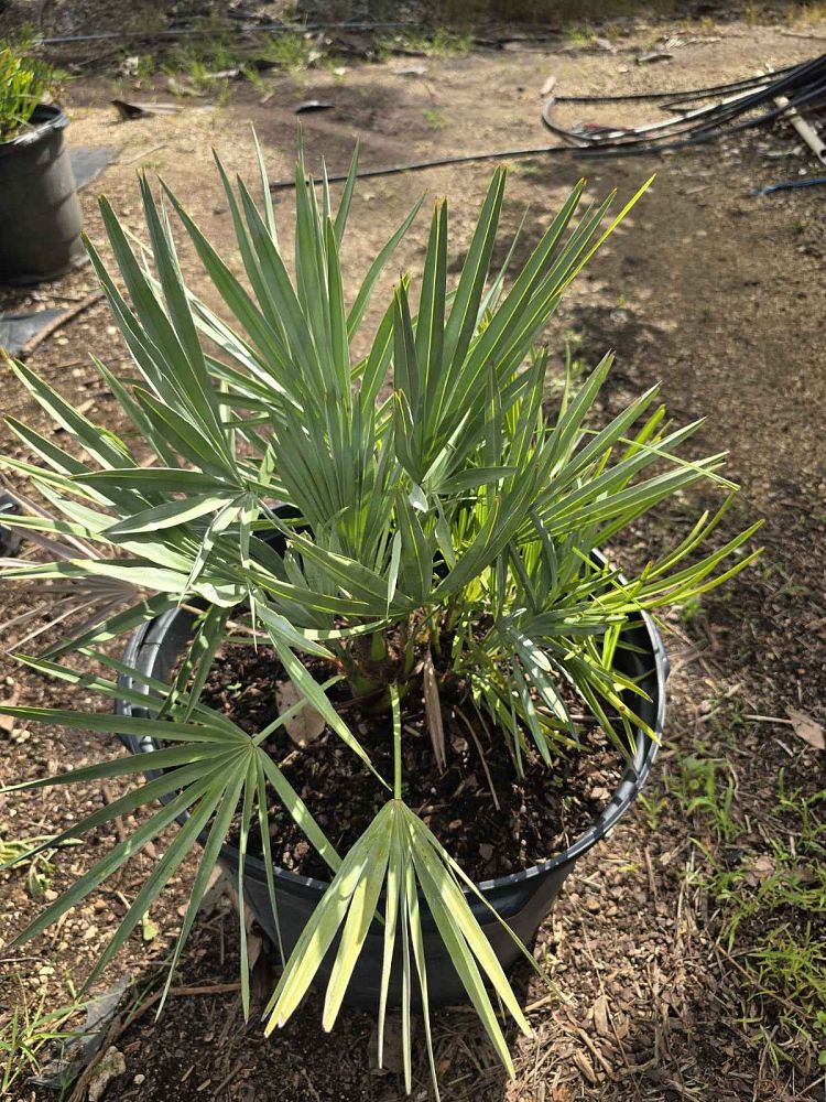 serenoa-repens-cinerea-silver-saw-palmetto