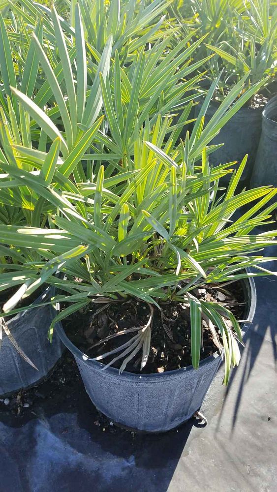 serenoa-repens-georgia-silver-silver-saw-palmetto-saw-palmetto