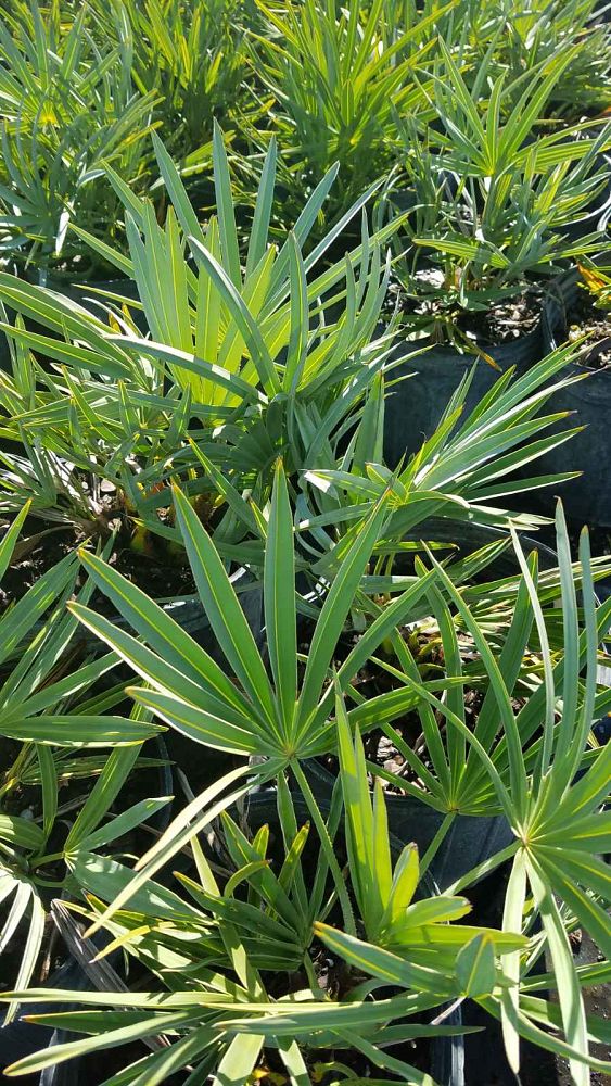 serenoa-repens-georgia-silver-silver-saw-palmetto-saw-palmetto