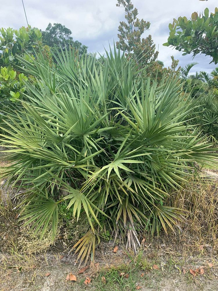 serenoa-repens-georgia-silver-silver-saw-palmetto-saw-palmetto