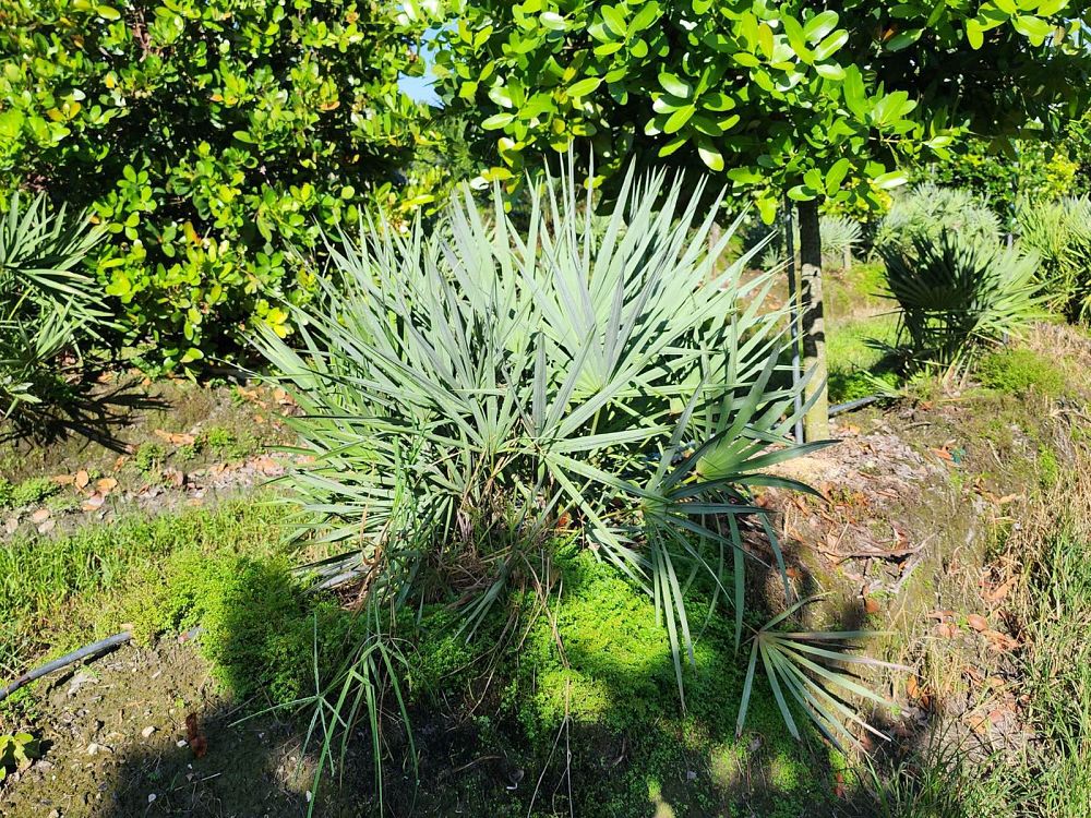 serenoa-repens-georgia-silver-silver-saw-palmetto-saw-palmetto