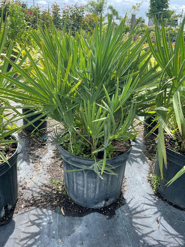 serenoa-repens-georgia-silver-silver-saw-palmetto-saw-palmetto