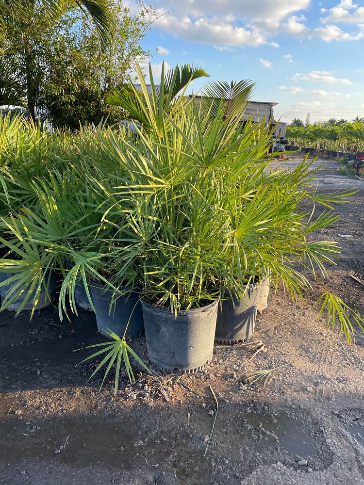serenoa-repens-georgia-silver-silver-saw-palmetto-saw-palmetto