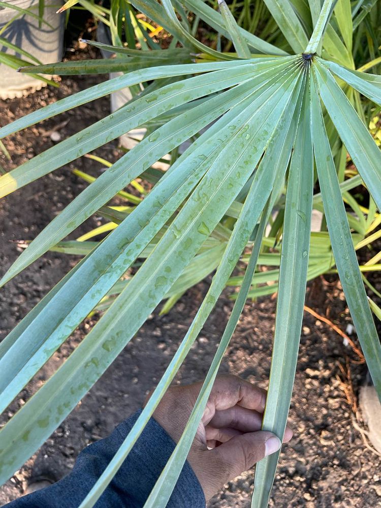 serenoa-repens-georgia-silver-silver-saw-palmetto-saw-palmetto