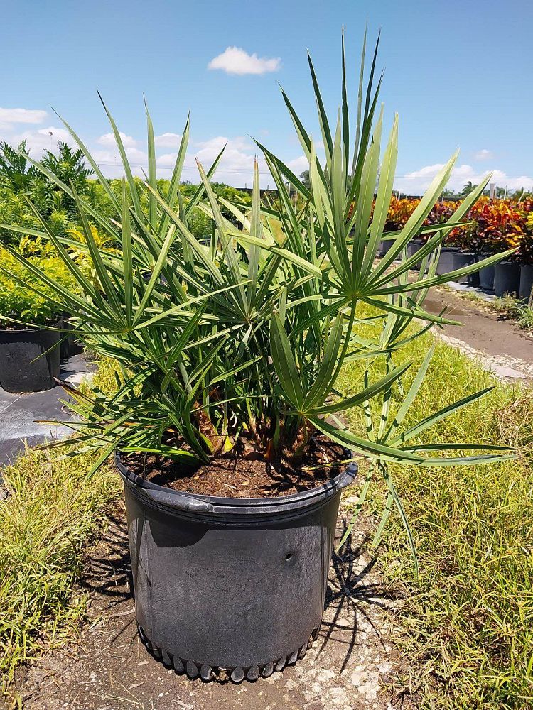 serenoa-repens-georgia-silver-silver-saw-palmetto-saw-palmetto