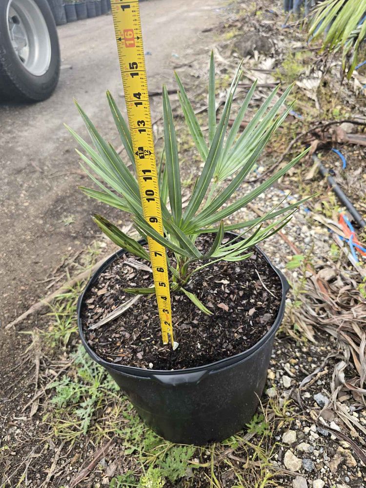 serenoa-repens-georgia-silver-silver-saw-palmetto-saw-palmetto
