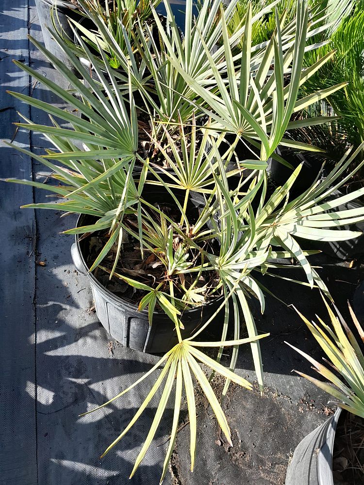serenoa-repens-georgia-silver-silver-saw-palmetto-saw-palmetto