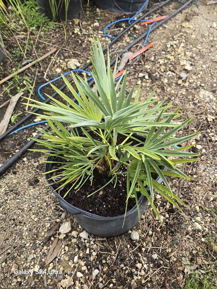 serenoa-repens-georgia-silver-silver-saw-palmetto-saw-palmetto