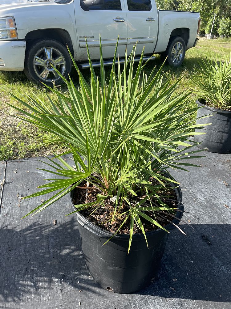 serenoa-repens-georgia-silver-silver-saw-palmetto-saw-palmetto