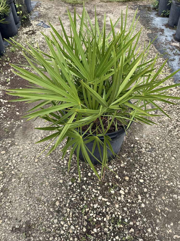 serenoa-repens-georgia-silver-silver-saw-palmetto-saw-palmetto