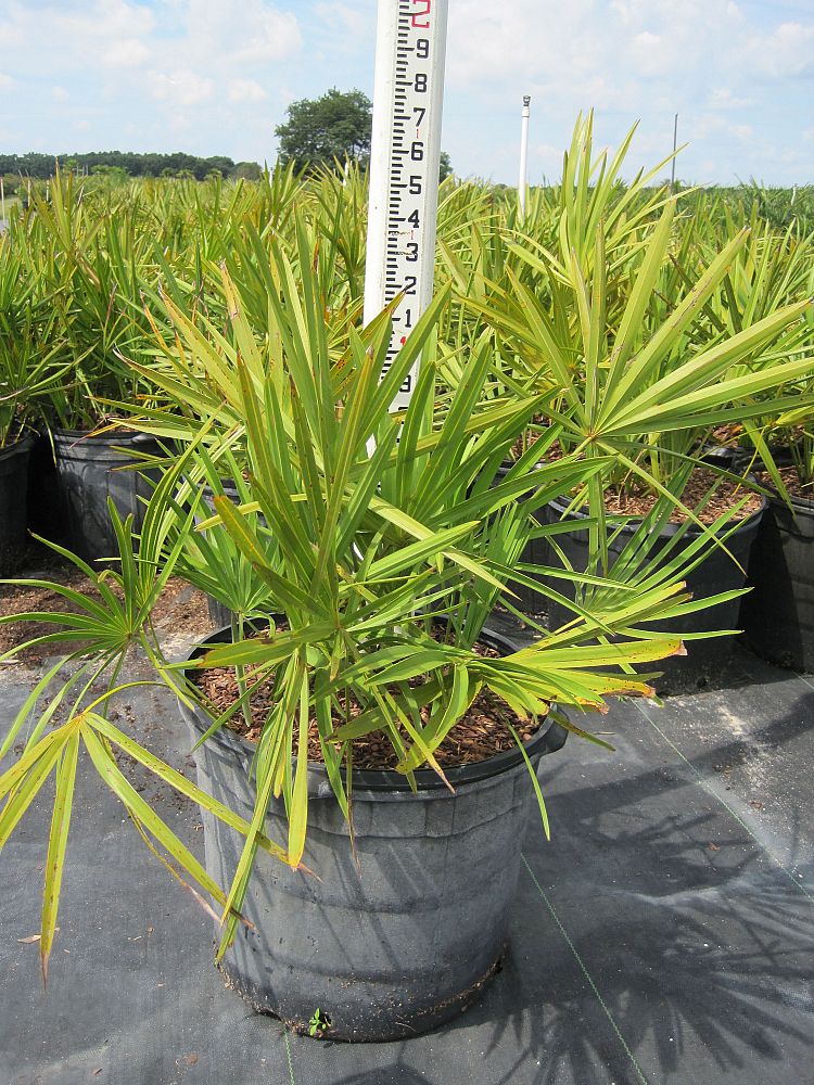 serenoa-repens-saw-palmetto