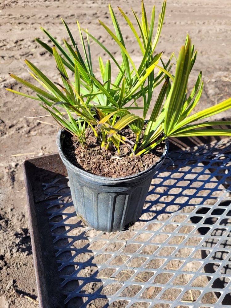 serenoa-repens-saw-palmetto