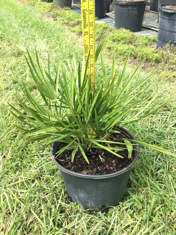 serenoa-repens-saw-palmetto