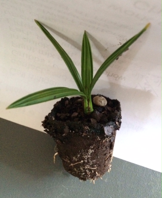 serenoa-repens-saw-palmetto