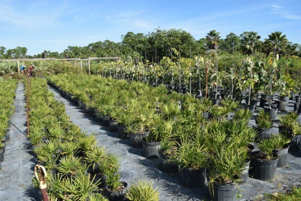 serenoa-repens-saw-palmetto
