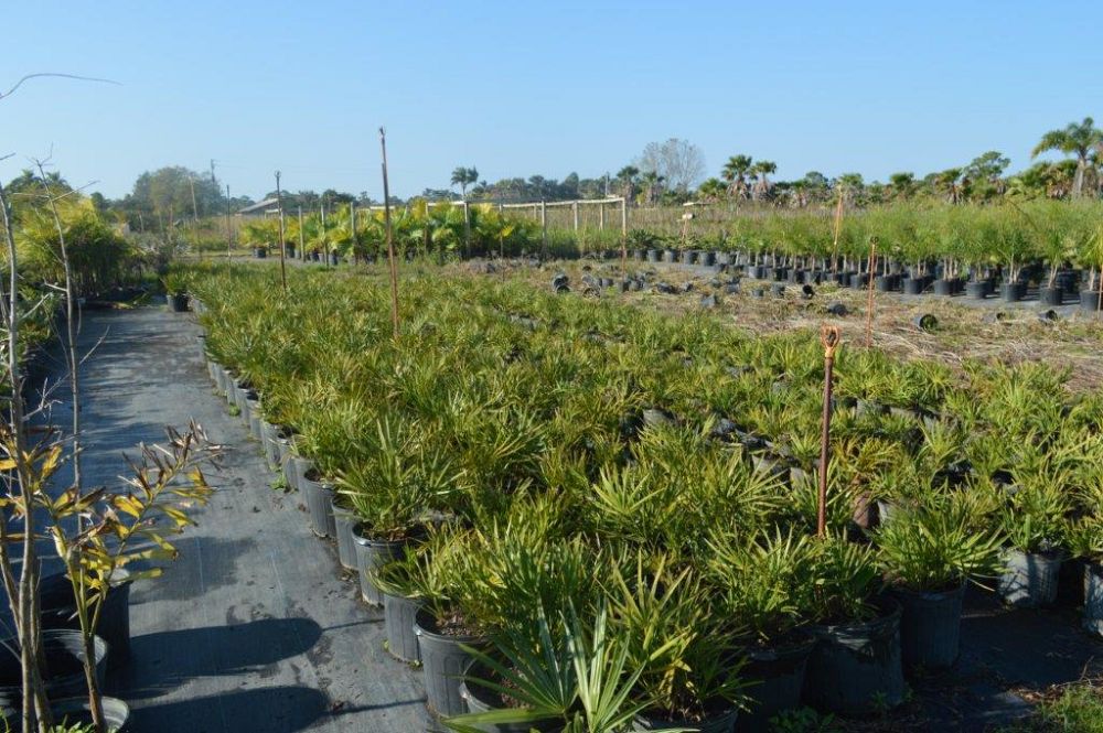 serenoa-repens-saw-palmetto