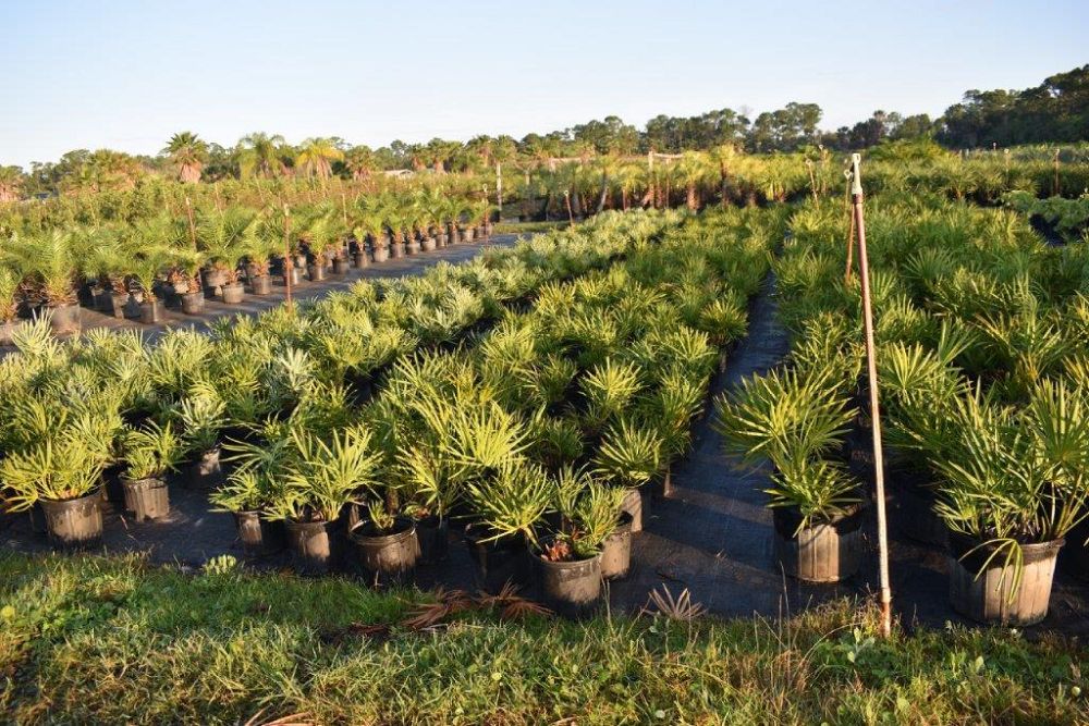 serenoa-repens-saw-palmetto