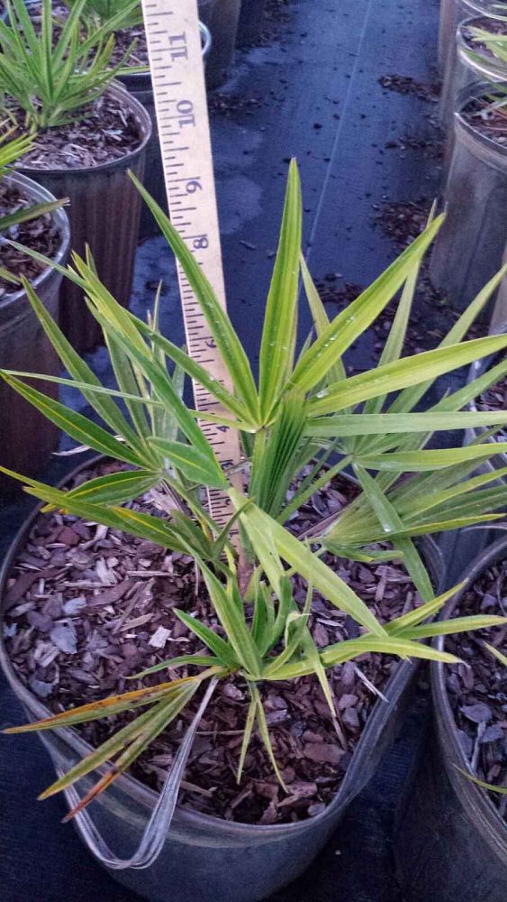 serenoa-repens-saw-palmetto