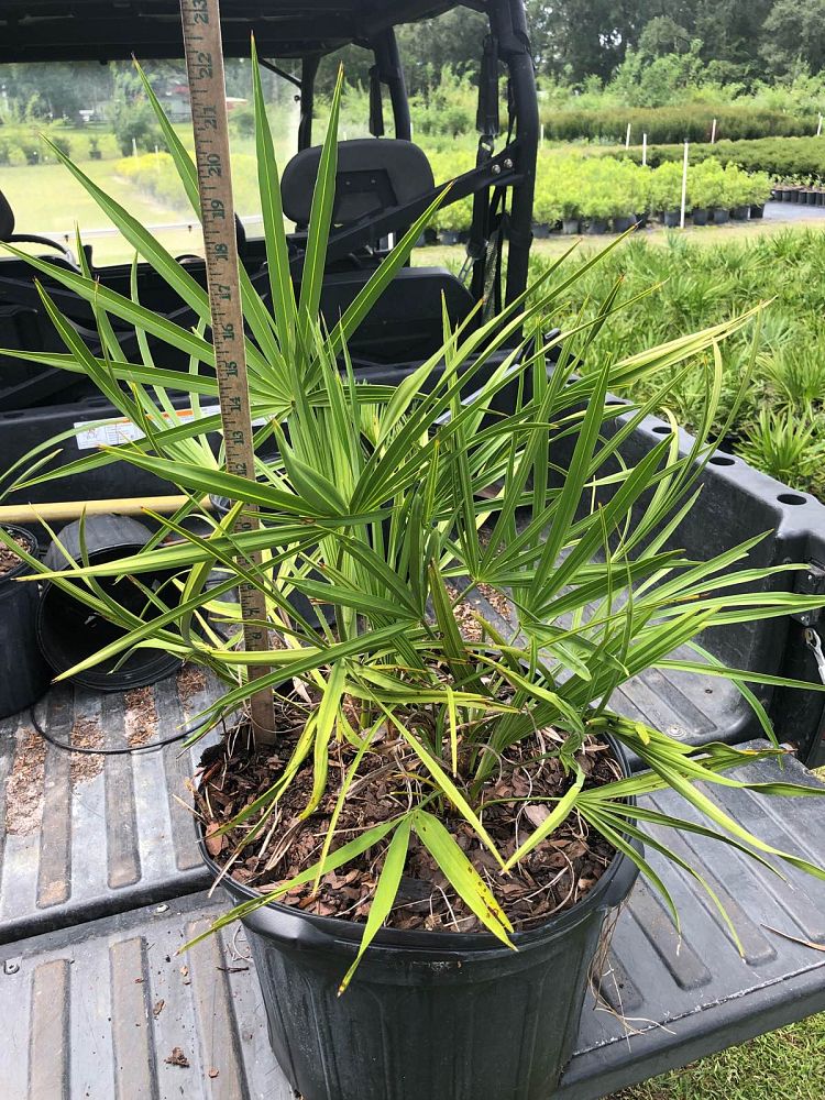 serenoa-repens-saw-palmetto
