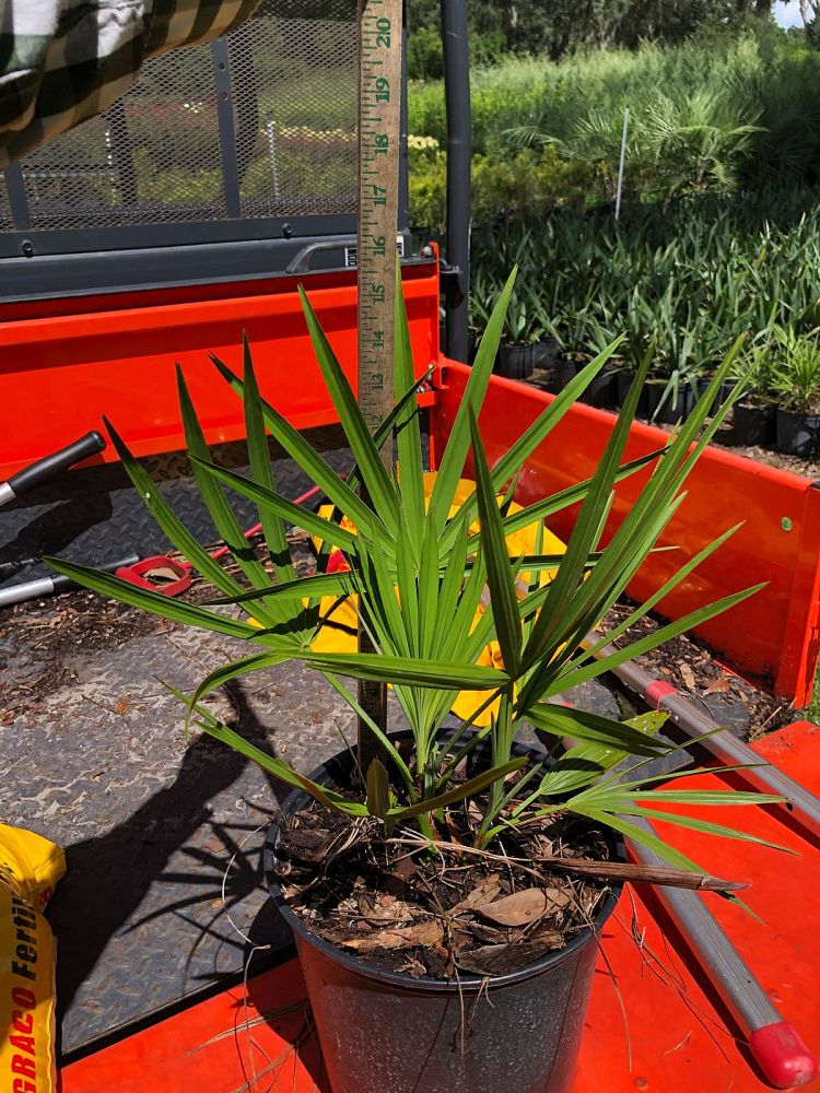 serenoa-repens-saw-palmetto
