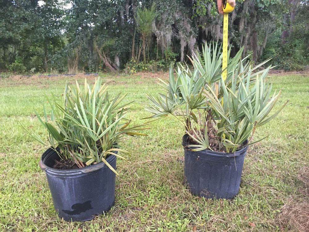 serenoa-repens-saw-palmetto
