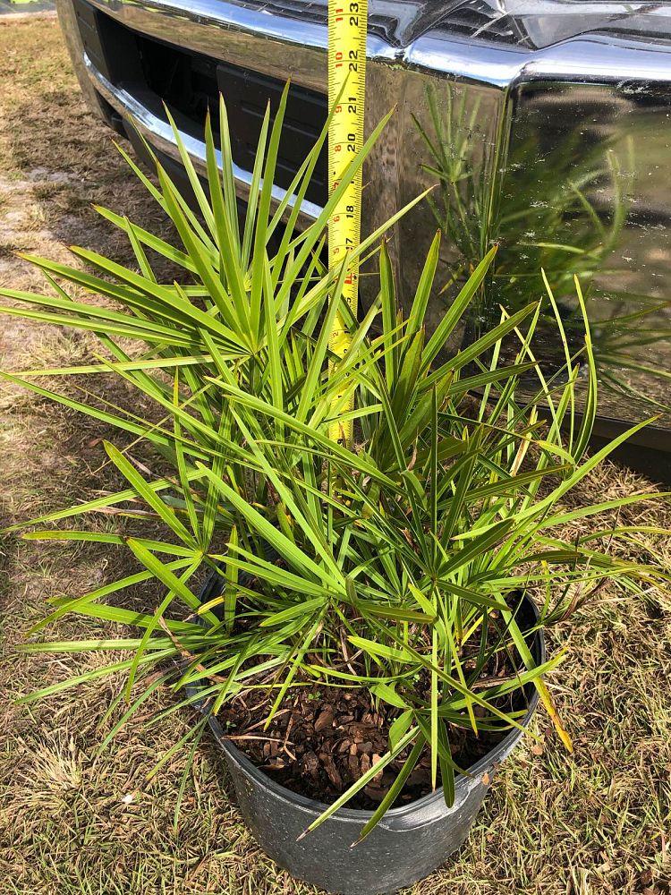 serenoa-repens-saw-palmetto