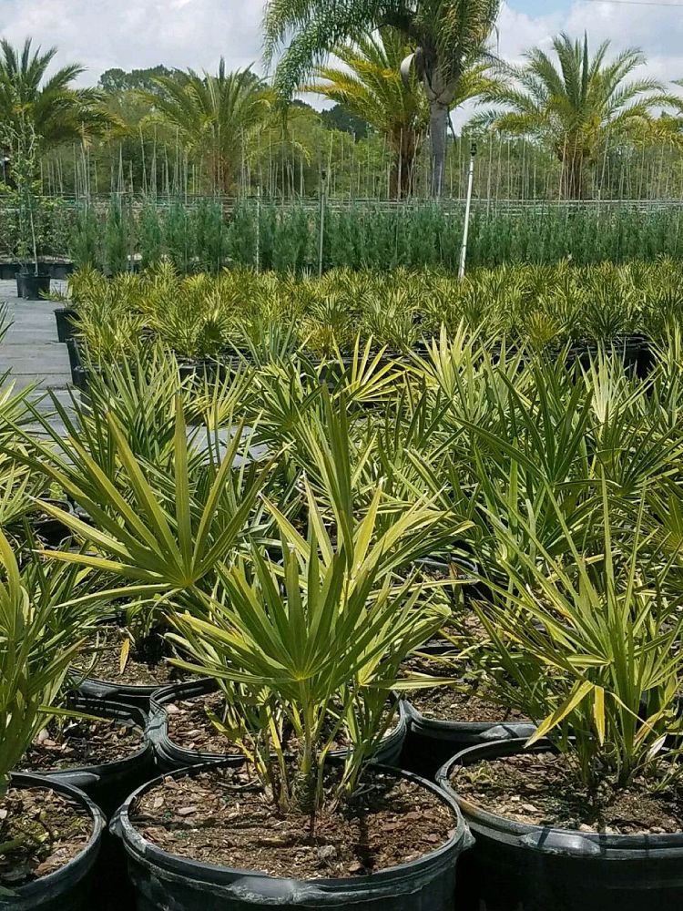 serenoa-repens-saw-palmetto